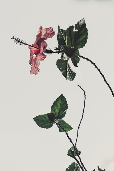 白色背景上的粉红色芙蓉花